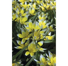 Gelb-weisse Tarda-Tulpen im Gartenbeet