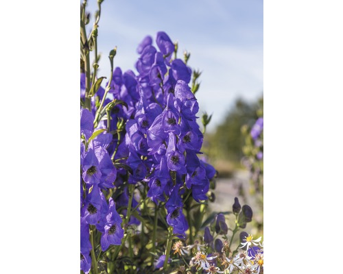 Nahaufnahme von Eisenhutblüten im Garten.