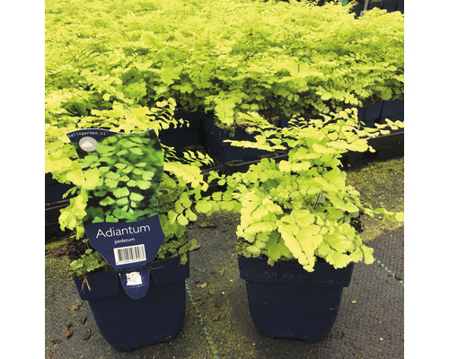 Adiantum Pedatum Farnpflanzen in Töpfen