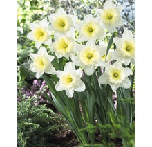Narzissen mit weißen Blüten und gelben Blütenkronen im Garten
