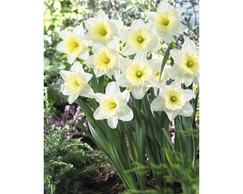 Narzissen mit weißen Blüten und gelben Blütenkronen im Garten