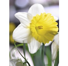 Narzissenblüte mit gelber Mitte und weißen Blütenblättern