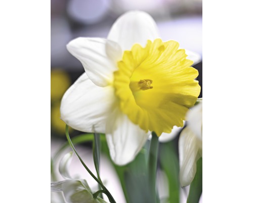 Narzissenblüte mit gelber Mitte und weißen Blütenblättern
