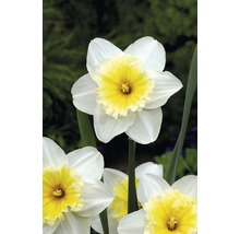 Narzissenblüte mit weißem Blütenblatt und gelber Mitte