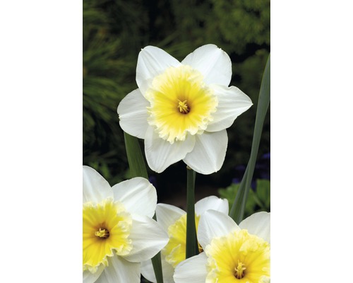 Narzissenblüte mit weißem Blütenblatt und gelber Mitte