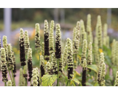 Nahaufnahme einer Gruppe von Kerzenknöterich Pflanzen im Garten.