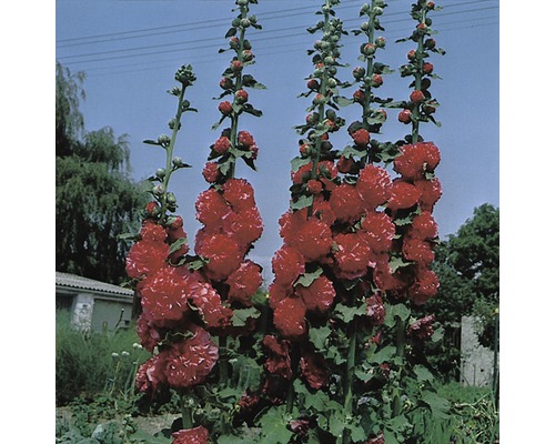 Stockrose FloraSelf Alcea rosea 'Pleniflora' H 5-80 cm Co 0,5 L rot