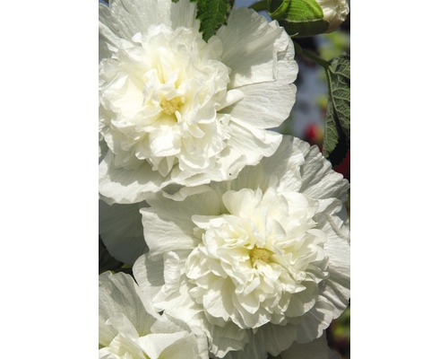 Stockrose FloraSelf Alcea rosea 'Pleniflora' H 5-80 cm Co 0,5 L weiß