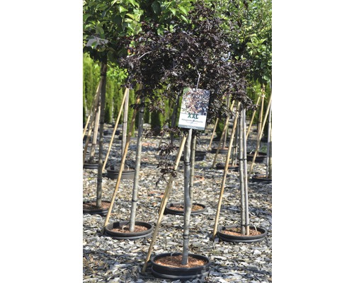 Säulenblutbuche im Topf mit Stützpfahl