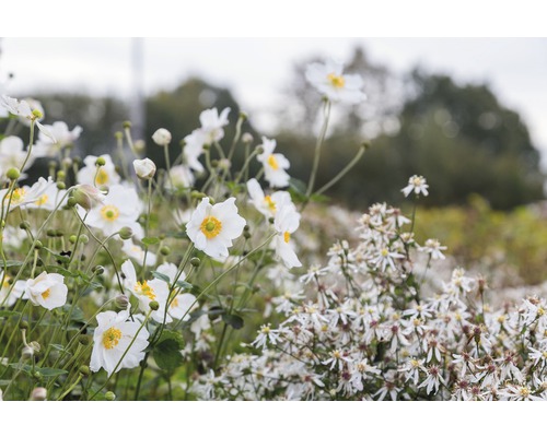 Japan-Herbst-Anemone FloraSelf Anemone hupehensis var. japonica 'Honorine Jobert' H 5-40 cm Co 0,5 L