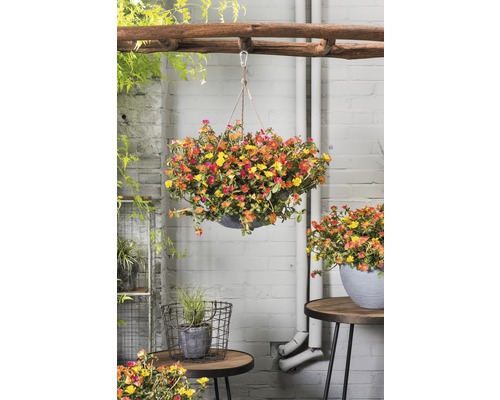 Hängender Topf mit bunten Sommerblumen im Garten.