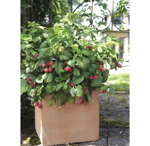 Himbeerpflanze in einem Terrakotta Pflanzgefäß für den Garten