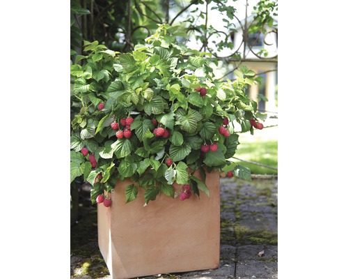 Himbeerpflanze in einem Terrakotta Pflanzgefäß für den Garten