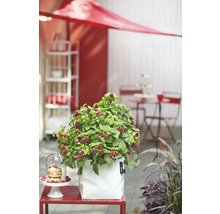 Himbeerpflanze im Topf auf einer Terrasse mit Gartenmöbeln