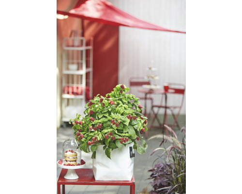 Himbeerpflanze im Topf auf einer Terrasse mit Gartenmöbeln