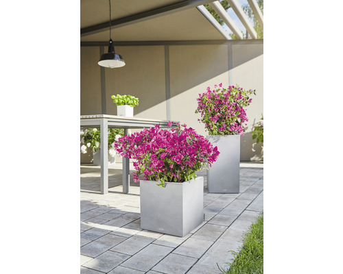 Terrassenszene mit zwei grauen, quadratischen Pflanzgefäßen mit pinkfarbenen Blumen