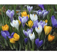 Verschiedenfarbige Krokusse im Gartenbeet