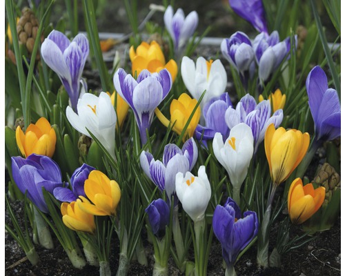 Verschiedenfarbige Krokusse im Gartenbeet