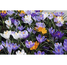 Nahaufnahme von Krokussen mit verschiedenen Blüten