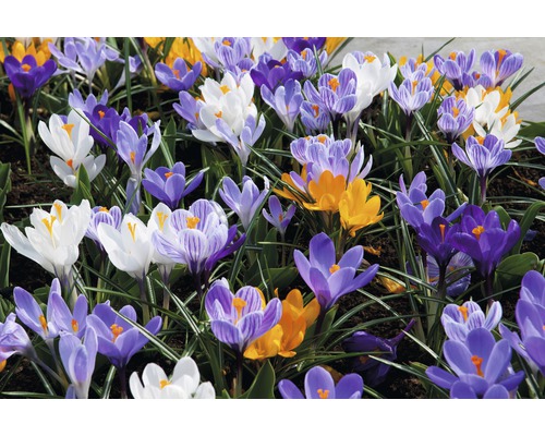 Nahaufnahme von Krokussen mit verschiedenen Blüten