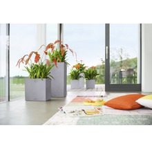 Dekoratives Wohnambiente mit Pflanzen in Pflanzgefäßen auf Terrasse und im Wohnraum