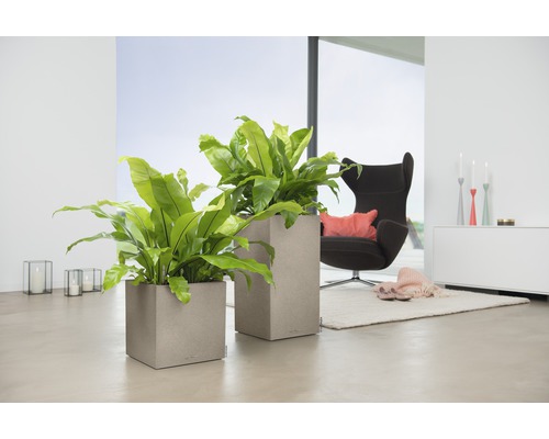Wohnraum mit zwei quadratischen Pflanzgefäßen und Zimmerpflanzen