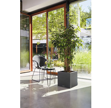Pflanzkübel Lechuza Canto Stone 40 x 40 x H 40 cm schwarz inkl. Erdbewässerungsystem Pflanzeinsatz Substrat Wasserstandsanzeiger