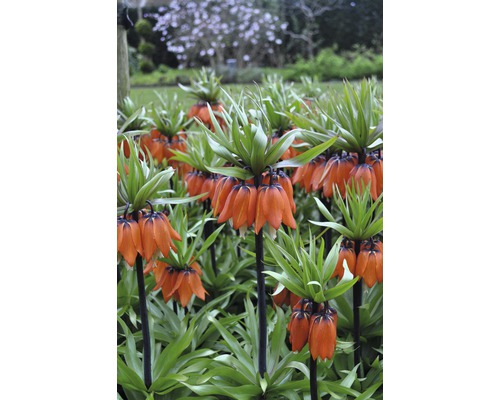 Feld von Kaiserkronen im Garten