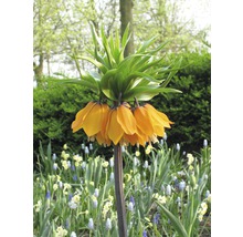 Blumenzwiebel FloraSelf Kaiserkrone 'Aurora' orange 1 Stk