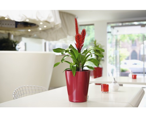 Zimmerpflanze mit roten Blüten im Topf auf einem Tisch