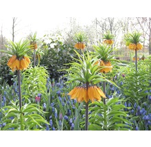 Blumenzwiebel FloraSelf Kaiserkrone 'Aurora' orange 1 Stk