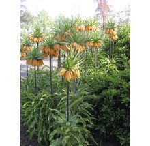 Blumenzwiebel FloraSelf Kaiserkrone 'Aurora' orange 1 Stk