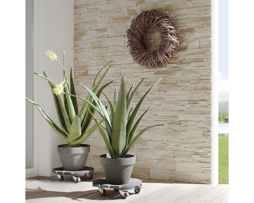 Zwei Aloe-Vera-Pflanzen in Töpfen auf Pflanzenrollern vor einer Steinwand und einem Kranz.