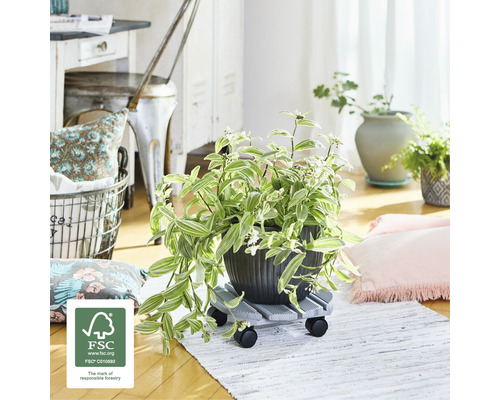 Zimmerpflanze in einem Topf auf einem Pflanzenroller im Wohnzimmer