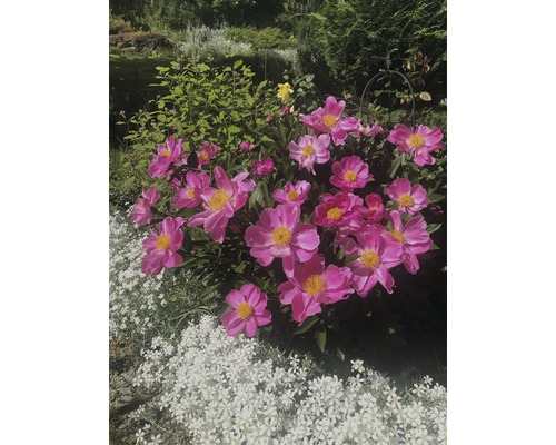 Rosa Pfingstrosen und weiße Schleierkrautblüten im Garten.