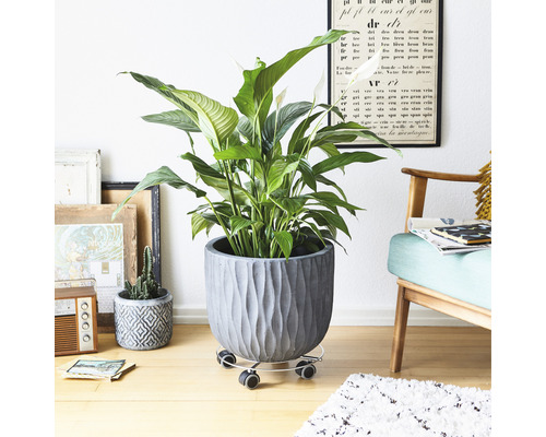 Friedenslilie in gerilltem Pflanzgefäß auf Pflanzenrollbrett in Wohnraum-Szene