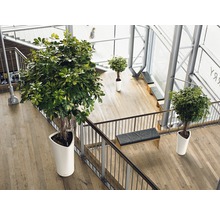 Innenraum mit Treppe und Pflanzen in weißen Pflanzgefäßen