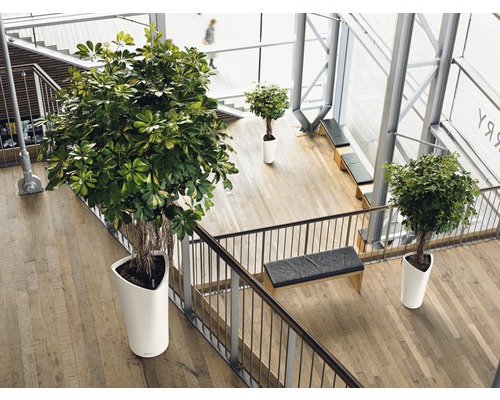 Innenraum mit Treppe und Pflanzen in weißen Pflanzgefäßen