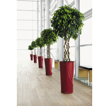 Pflanzvase Lechuza Delta Ø 40 cm H 75 cm rot inkl. Erdbewässerungsystem Pflanzeinsatz Substrat Wasserstandsanzeiger
