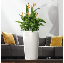 Zimmerpflanze mit gelben Blüten in einem weißen Pflanzgefäß im Wohnzimmer