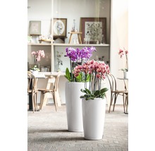 Zwei schlanke Pflanzgefäße mit Orchideen auf dem Boden