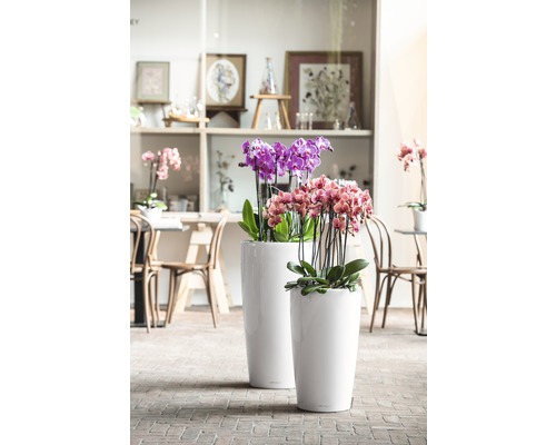 Zwei schlanke Pflanzgefäße mit Orchideen auf dem Boden