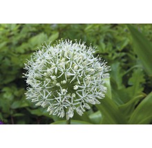 Blüte einer Zierlauchpflanze im Garten