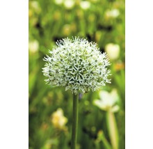 Blütenstand einer Zierlauchpflanze im Garten