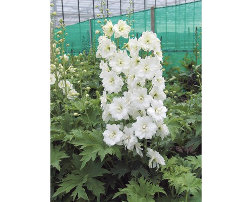 Rittersporn FloraSelf Delphinium-Cultivars 'Black Knight' H 5-60 cm Co 0,5 L