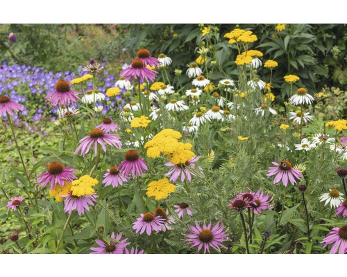 Blumenbeet mit Sonnenhut, Schafgarbe und anderen Blumen