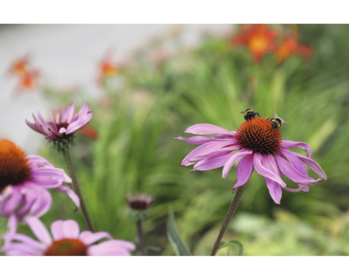 Nahaufnahme von Purpursonnenhutblüten mit Hummeln