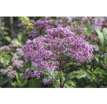 Purpur-Wasserdost FloraSelf Eupatorium purpureum H 5-20 cm Co 0,5 L