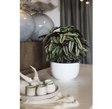 Korbmarante FloraSelf Calathea ornata 'Whitestar' H 45-55 cm Ø 14 cm Topf
