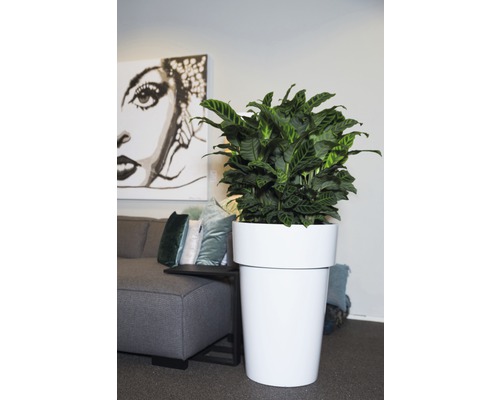 Zimmerpflanze in weißem Pflanzgefäß im Wohnraum